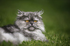 lying persian cat