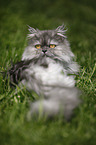 lying persian cat