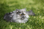 lying persian cat