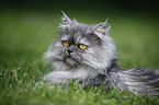 lying persian cat