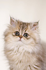 young persian cat