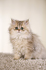 young persian cat