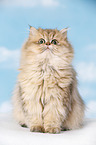 golden-shaded persian cat