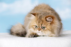 golden-shaded persian cat