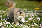 Persian Cat on meadow