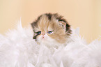 3 weeks old persian kitten