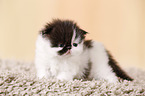 3 weeks old persian kitten