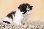 3 weeks old persian kitten