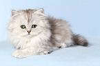 lying Persian Kitten