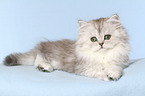 lying Persian Kitten