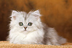 lying Persian Kitten