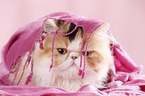 Persian Cat