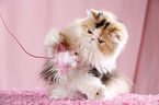 playing Persian Cat