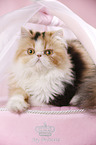 lying Persian Cat