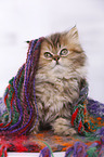 Persian Kitten