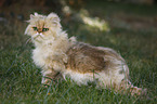 Persian Cat