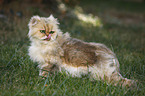 Persian Cat