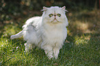 Persian Cat