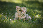 sitting Persian Cat