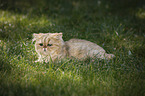 lying Persian Cat