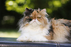 lying Persian Cat