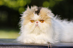 lying Persian Cat