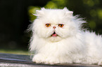 lying Persian Cat