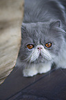 lying Persian Cat