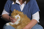 human touches Persian Cat