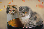 2 Persian Cat