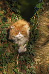 Persian cat on a tree