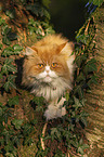 Persian cat on a tree