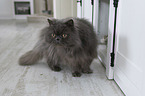 standing Persian Cat