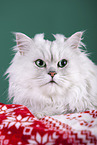 Persian Cat