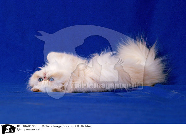 liegende Perserkatze / lying persian cat / RR-01356