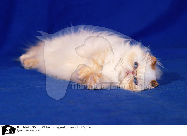 liegende Perserkatze / lying persian cat / RR-01358