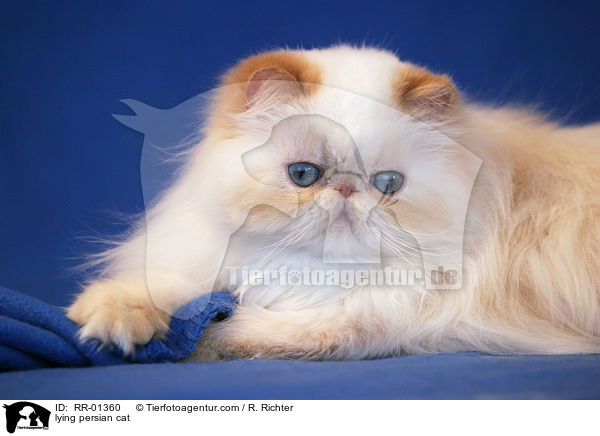 liegende Perserkatze / lying persian cat / RR-01360