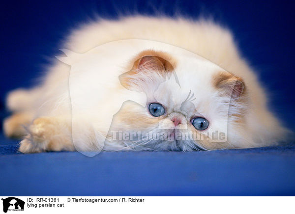 lying persian cat / RR-01361