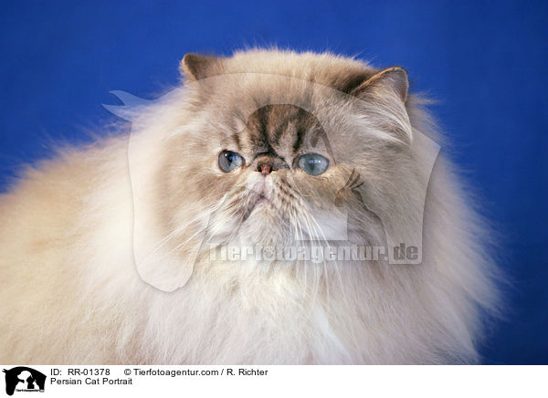 Persian Cat Portrait / RR-01378