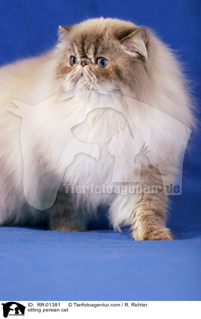 sitzende Perserkatze / sitting persian cat / RR-01381