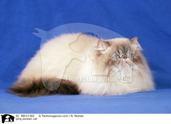 liegende Perserkatze / lying persian cat / RR-01382