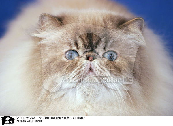 Perserkatze / Persian Cat Portrait / RR-01383
