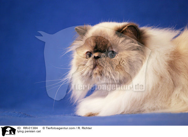 liegende Perserkatze / lying persian cat / RR-01384