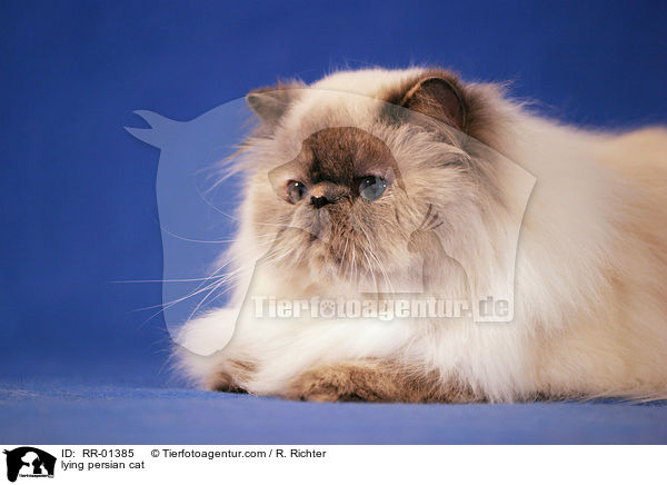 lying persian cat / RR-01385