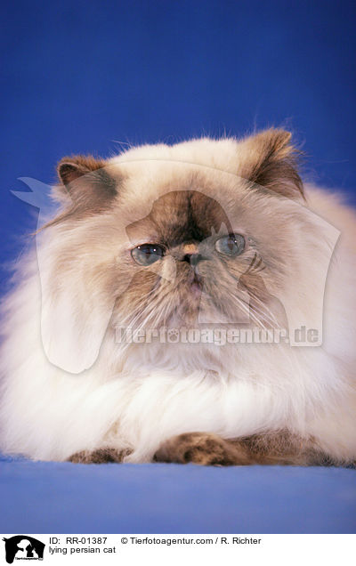 lying persian cat / RR-01387