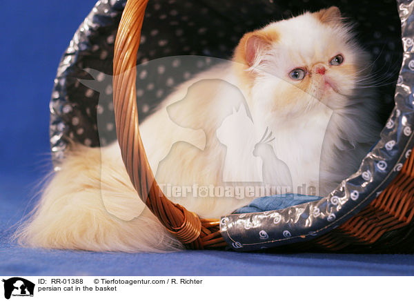 persian cat in the basket / RR-01388