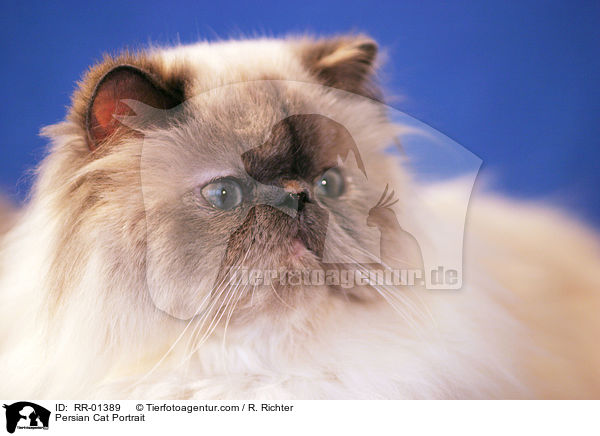 Persian Cat Portrait / RR-01389