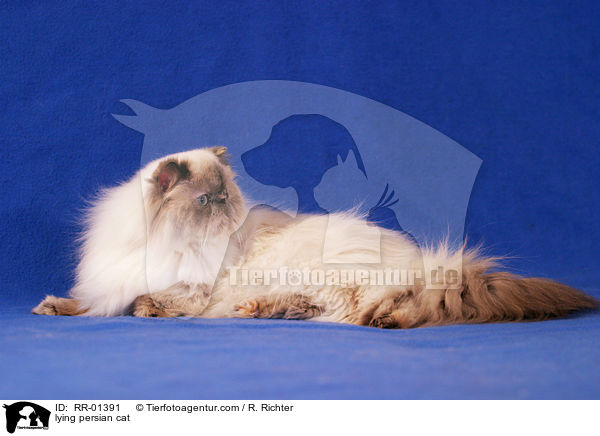 lying persian cat / RR-01391