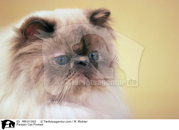 Perserkatze / Persian Cat Portrait / RR-01392