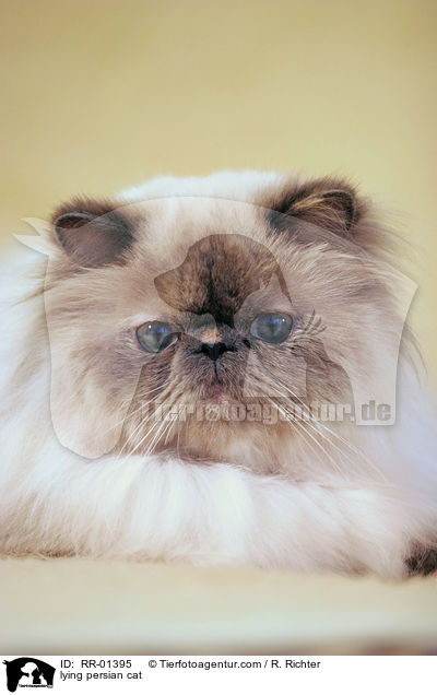 lying persian cat / RR-01395